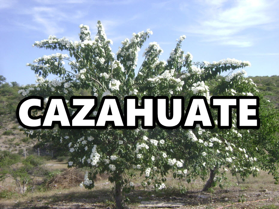 Cazahuate